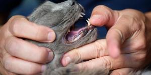 Is Stomatitis in Cats Contagious?