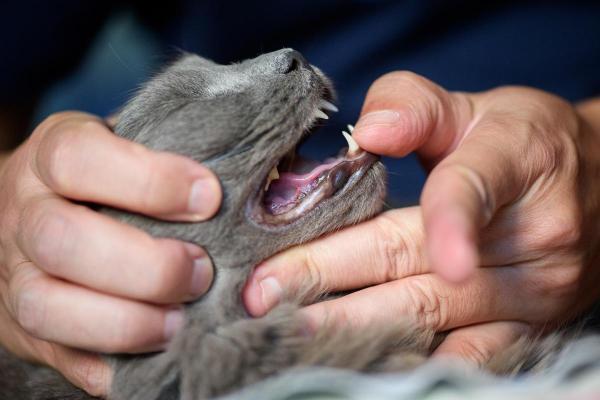 Is Stomatitis in Cats Contagious?