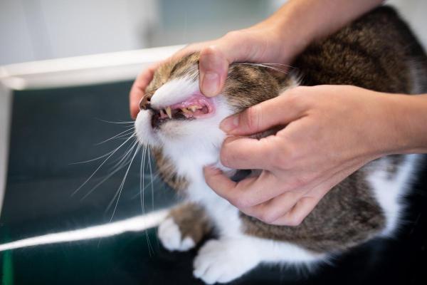 Is Stomatitis in Cats Contagious? - Symptoms of stomatitis in cats