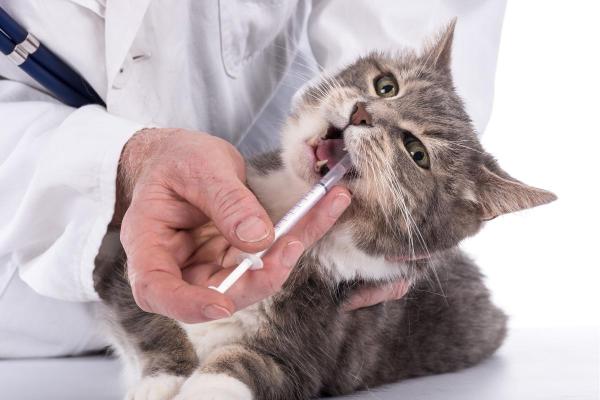 Is Stomatitis in Cats Contagious? - Treatment of stomatitis in cats