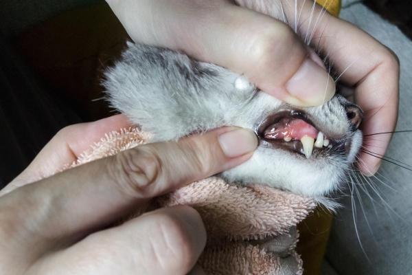 Is Stomatitis in Cats Contagious? - What is stomatitis in cats?
