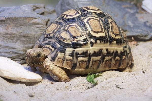 Rarest Animals in the World - Angonoka tortoise