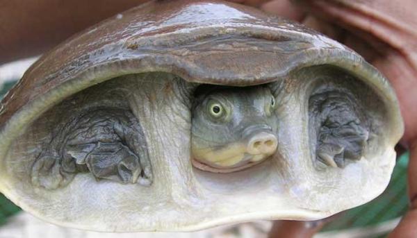 Rarest Animals in the World - Animals close to extinction - softshell turtle