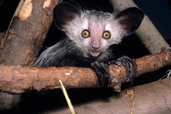 Rarest Animals in the World - Aye-aye (Daubentonia madagascariensis)