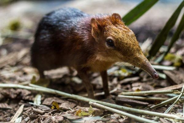 Rarest Animals in the World - Elephant shrew (family Macroscelididae)