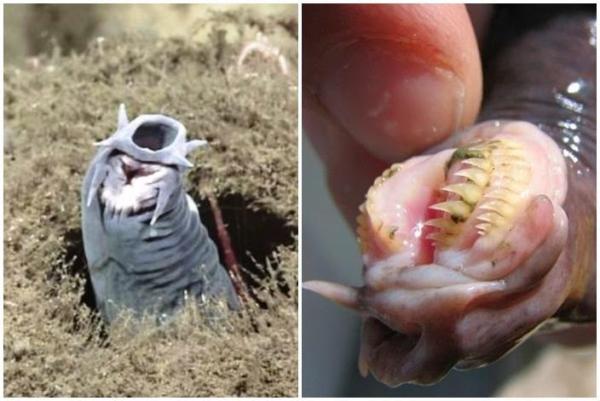 Rarest Animals in the World - Hagfish