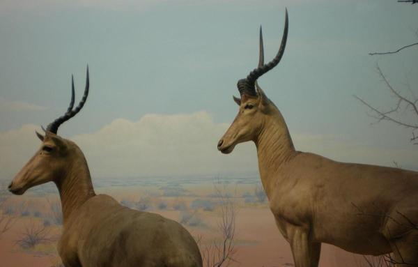 Rarest Animals in the World - Hirola
