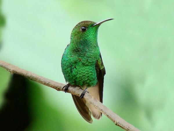 Rarest Animals in the World - Honduran emerald