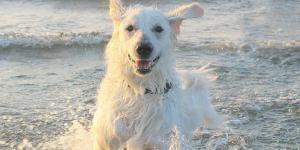 Is Seawater Good for a Dog's Skin?