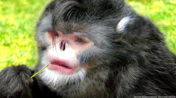 Rarest Animals in the World - Myanmar snub-nosed monkey