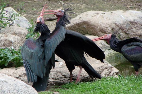 Rarest Animals in the World - Northern bald ibis