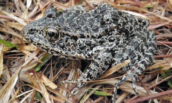 Rarest Animals in the World - Rare freshwater animals - Mississippi gopher frog