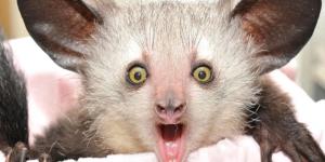 Rarest Animals in the World