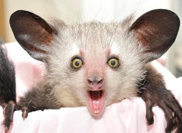 Rarest Animals in the World