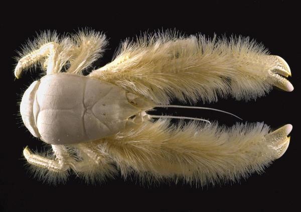 Rarest Animals in the World - Rarest marine invertebrates - yeti crab