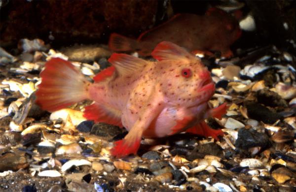 Rarest Animals in the World - Red handfish