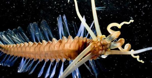 Rarest Animals in the World - Squidworm