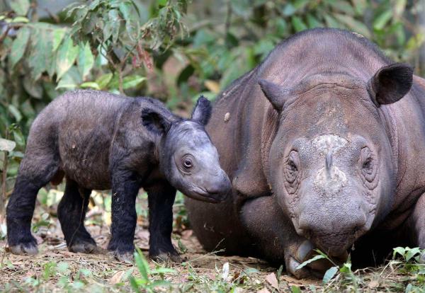 Rarest Animals in the World - Sumatran rhino (Dicerorhinus sumatrensis)