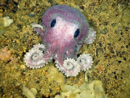 Rarest Animals in the World - Unknown purple octopus