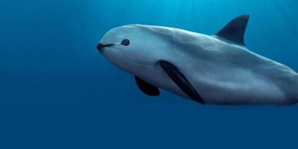 Rarest Animals in the World - Vaquita