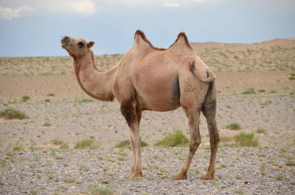 What Does a Camel Eat? - Camel Diet - What do camels eat in the desert?