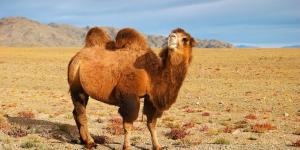 What Does a Camel Eat? - Camel Diet