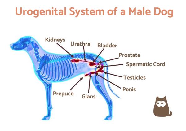 Why Does My Dog Have Swollen Testicles Causes And Treatment Of Why Does My Dog Have Swollen Testicles Causes And Treatment Of