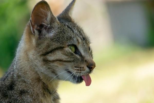 My Cat Is Sticking Their Tongue Out - Behavioral conditioning 