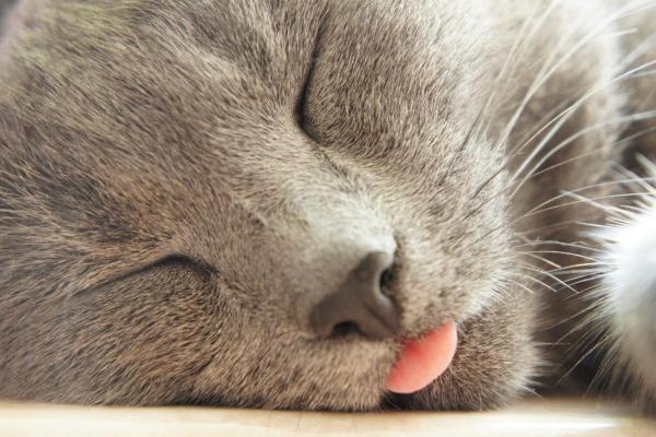 My Cat Is Sticking Their Tongue Out - For relaxation