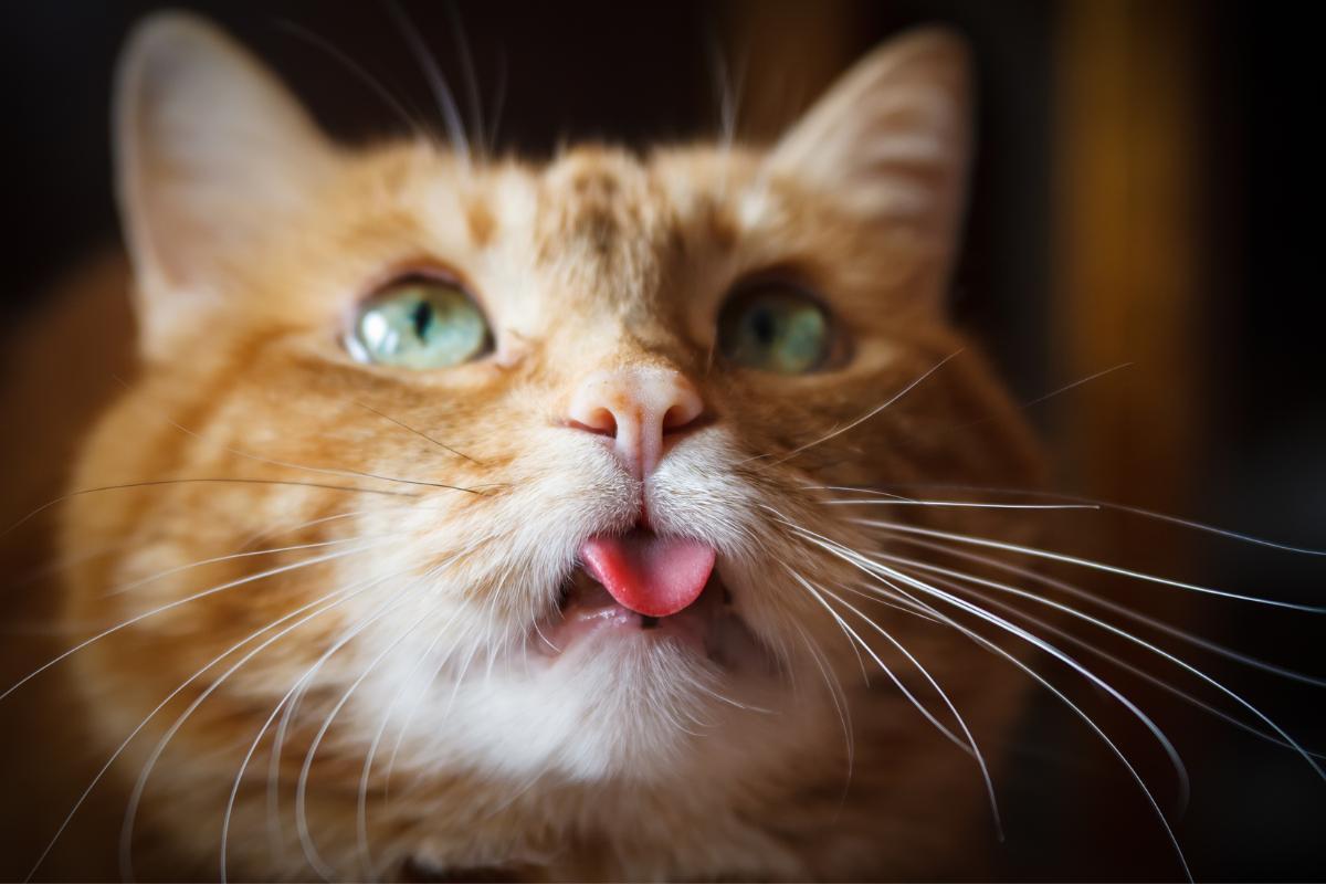 My Cat Is Sticking Their Tongue Out