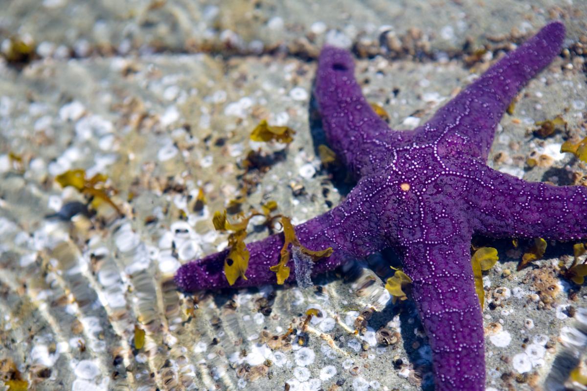 How Do Starfish Move?