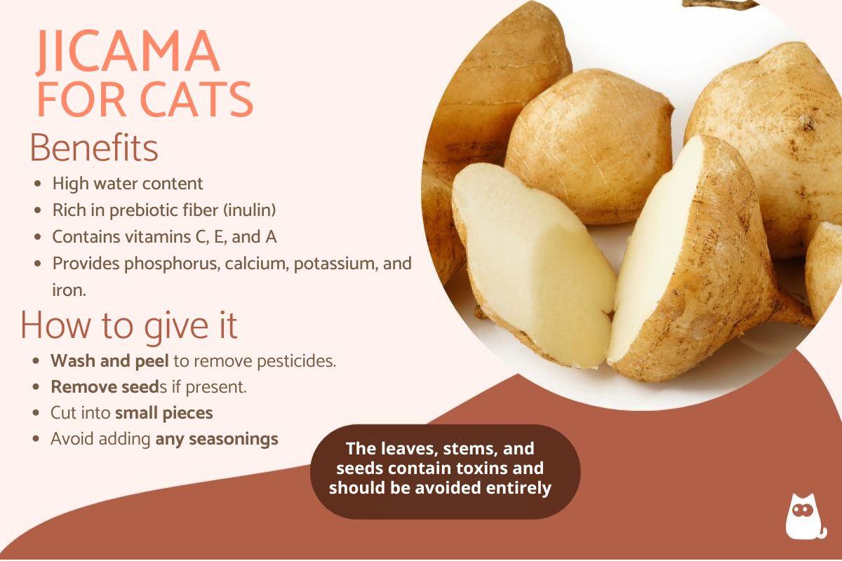 Is Jicama Safe for Cats?