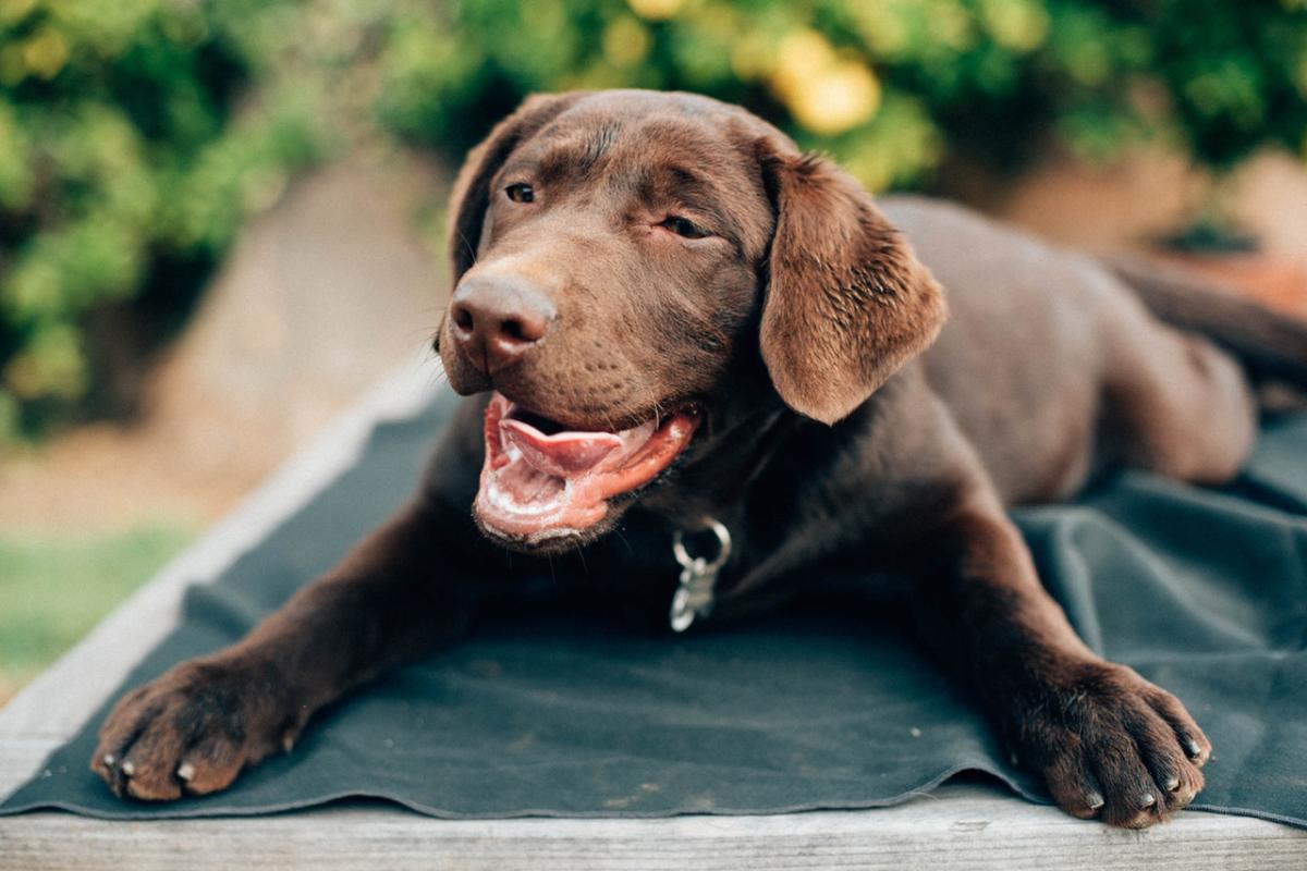 What to Feed a Pregnant Dog