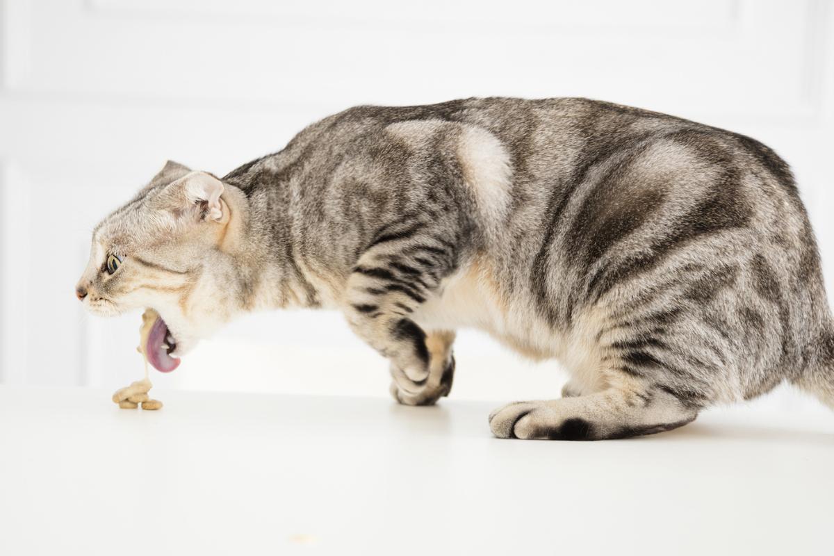 Common Cat Poisons - Symptoms and Treatment