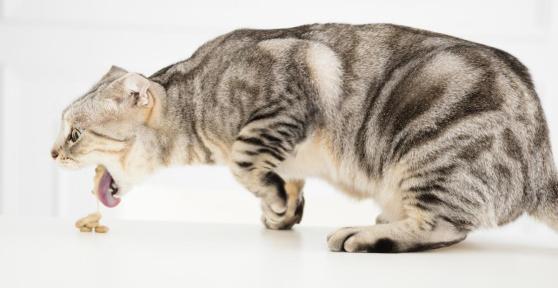 Common Cat Poisons - Symptoms and Treatment