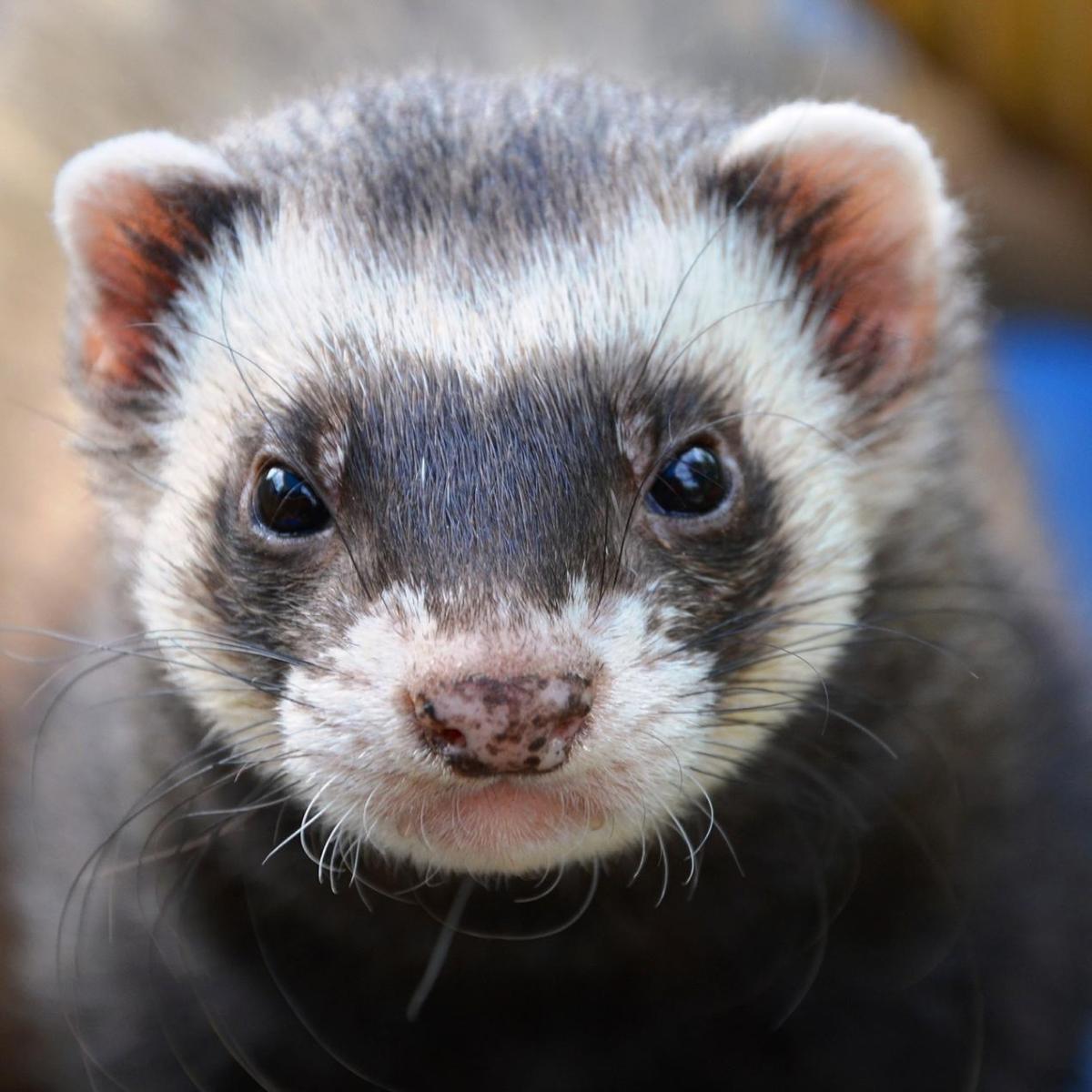 Ferrets as Pets: Guidelines and General Tips