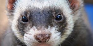 Ferrets as Pets: Guidelines and General Tips