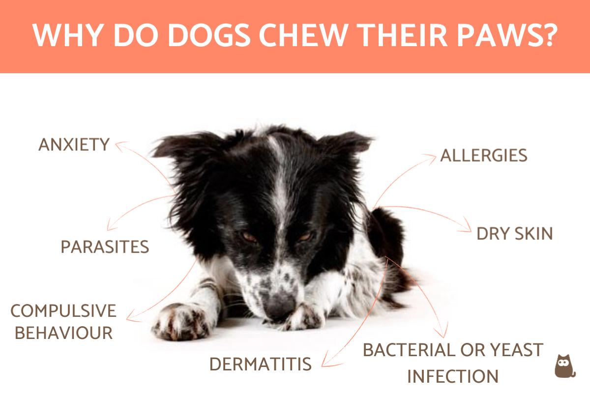 Why Do Dogs Chew Their Paws?