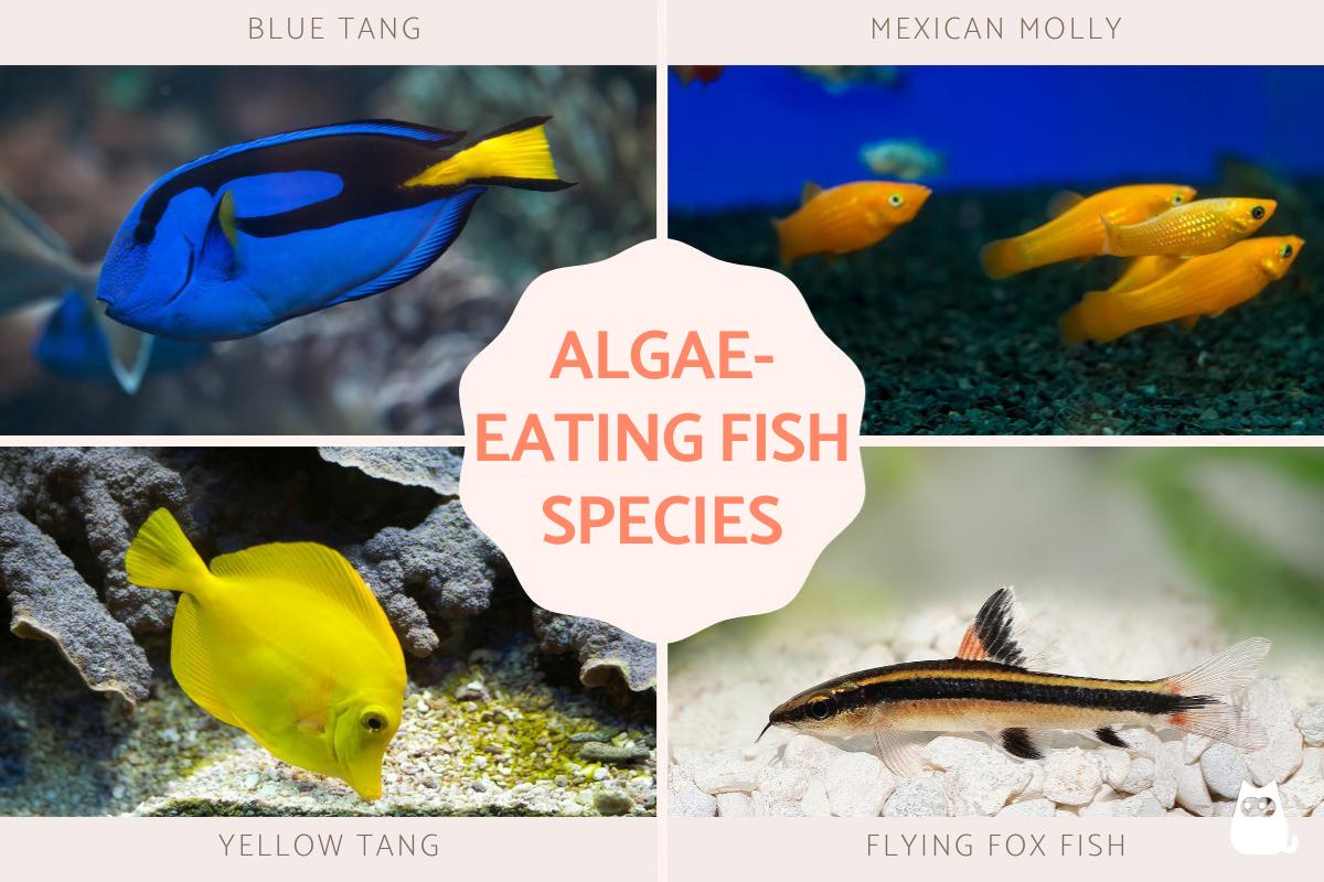 Algae-Eating Aquarium Fish