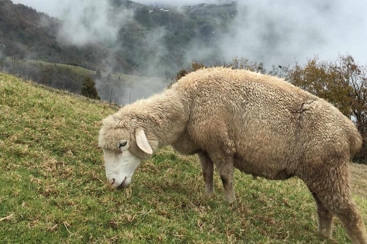 What Do Sheep Eat?