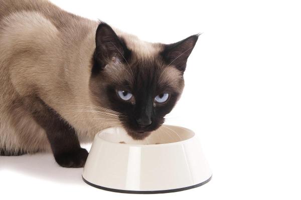 Forbidden Foods for Cats - What your cat CANNOT eat