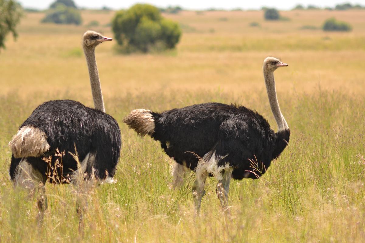 Why Do Ostriches Have Wings?