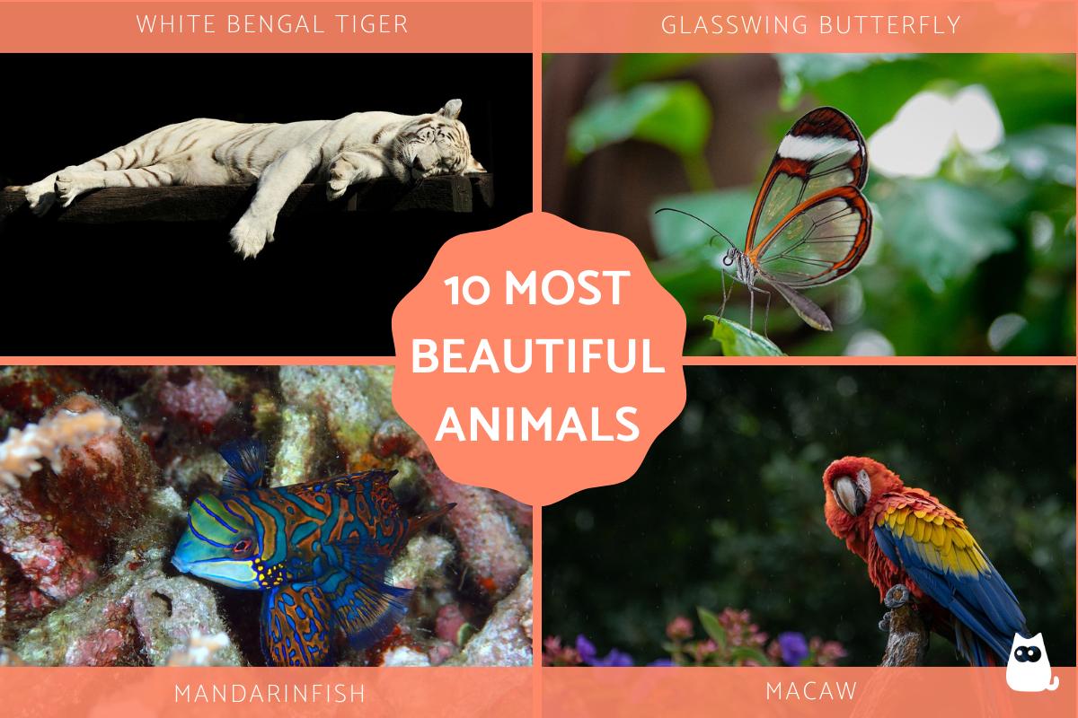 Most Beautiful Animals in the World