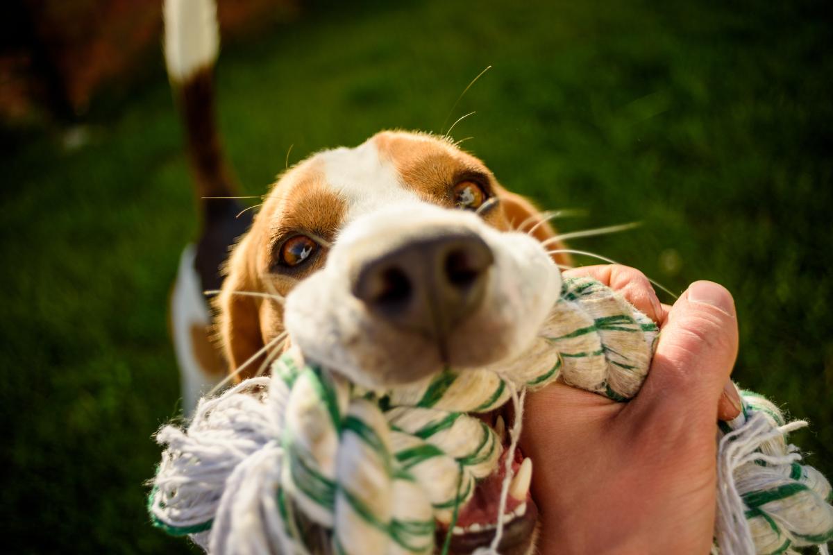 Why Does My Dog Greet Me With a Toy?
