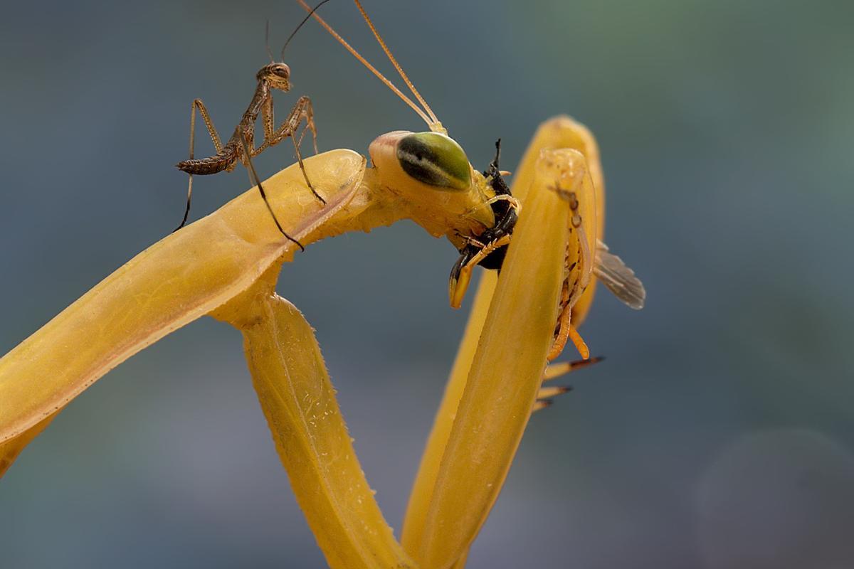 Praying Mantis Diet What Do They Eat and How?