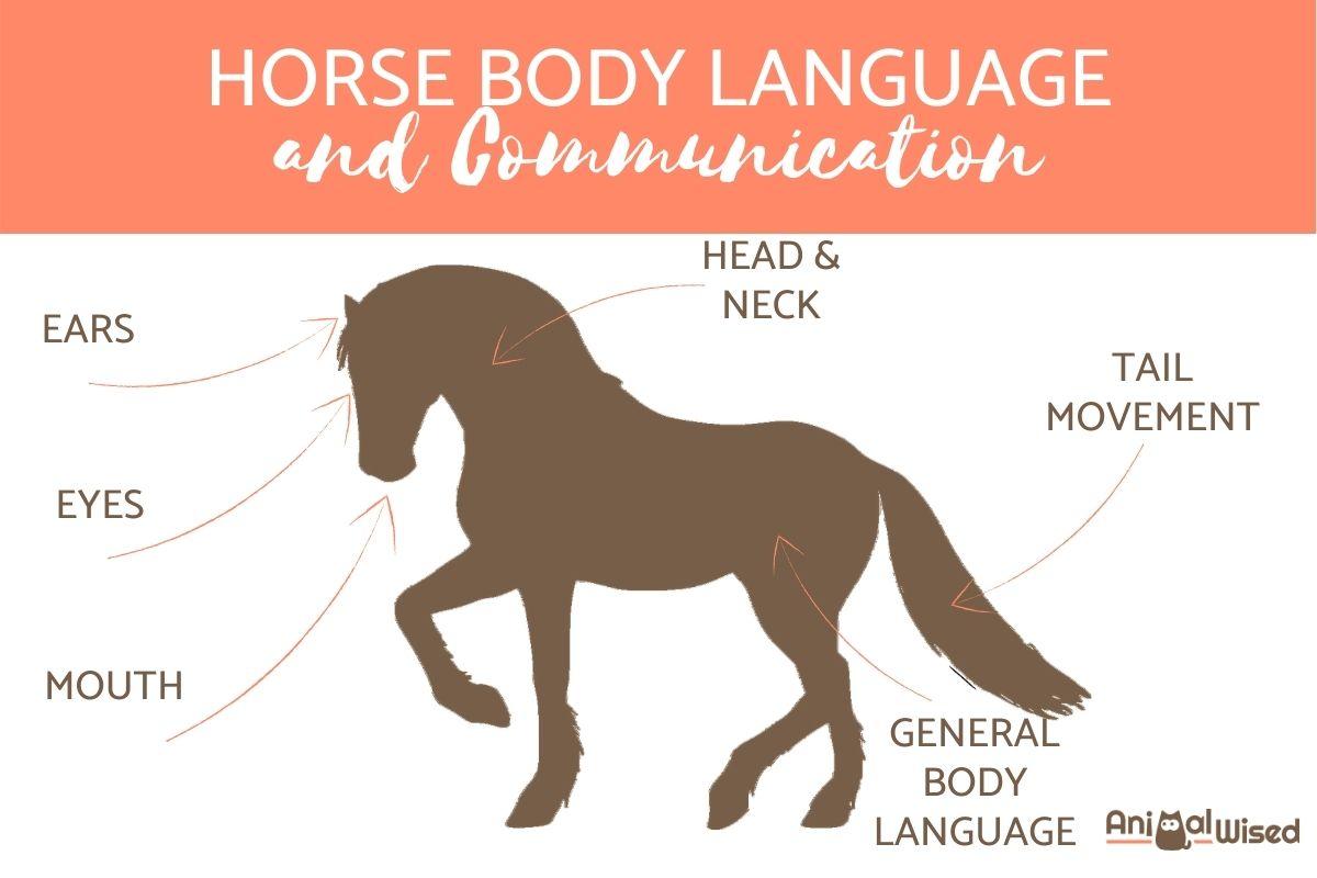 Horse Body Language and Communication
