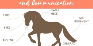 Horse Body Language and Communication