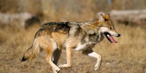 Is the Mexican Wolf in Danger of Extinction?