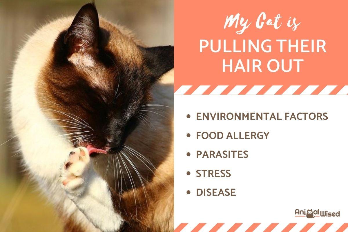 My Cat Is Pulling Out Their Hair - How to Stop It