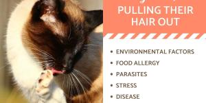 My Cat Is Pulling Out Their Hair - How to Stop It